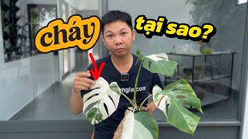 Tại sao kiểng lá Monstera Var Albo bị cháy?