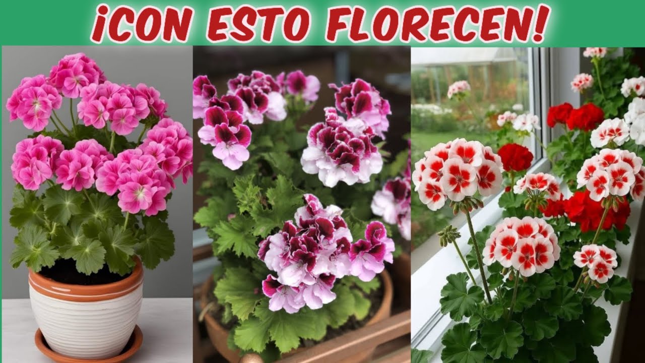 Cómo cuidar geranios para que florezcan TODO el año | Fertilizantes, poda y reproducción