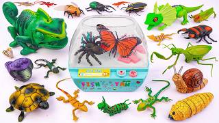 ZURU ROBO ALIVE COLLECTION | UNBOXING RC Chameleon, New Robo Butterfly Insect creeper, Aquarium ASMR