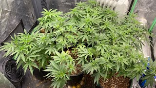 10 Days Post Emergency Flush - 6 Strain Cannabis Grow D2F