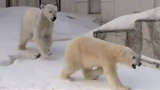 気をつけて！そこは行き止まり~Polar Bears are running on the snow