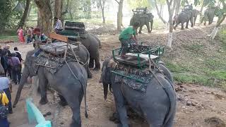 Kaziranga bagori range