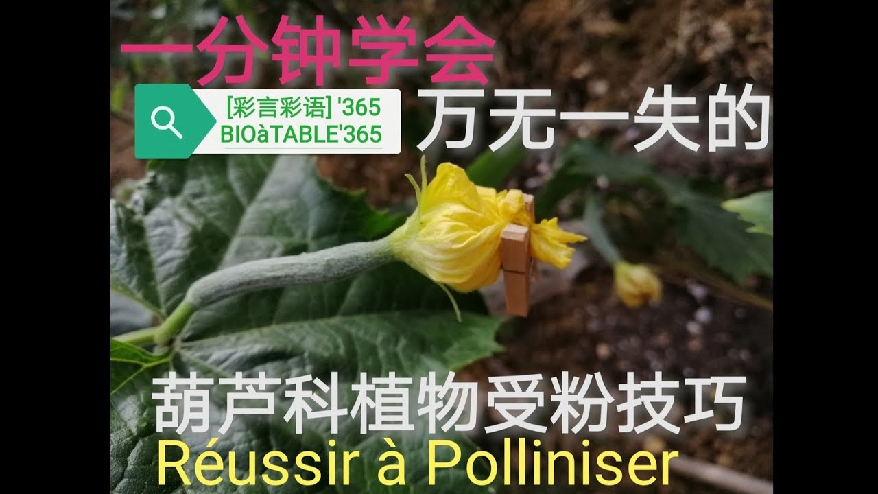 葫芦科类受粉技巧technique De La Pollinisation Luffa Courgette Potiron 丝瓜南瓜冬瓜西葫芦 Youtube