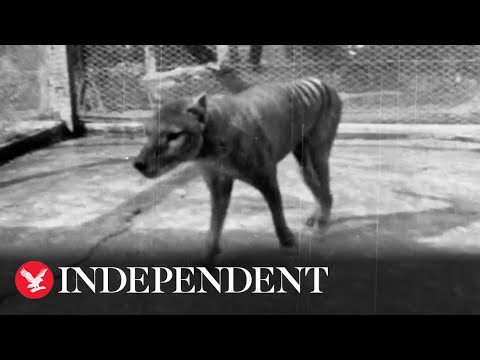 Last known footage of extinct Tasmanian Tiger from 1935 released