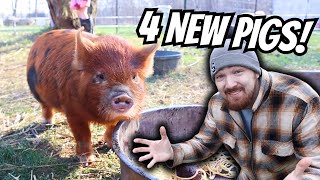 We Brought Home 4 NEW PIGS to the Small Farm