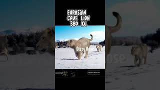 Top 14 Extinct Biggest Cats paleontology cats feline lion tiger smilodon sabertooth fyp