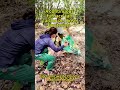 How to make biochar by charcoal machine#charcoalstove#carbonation#furnace#barbecue#hookah#carbon#fyp