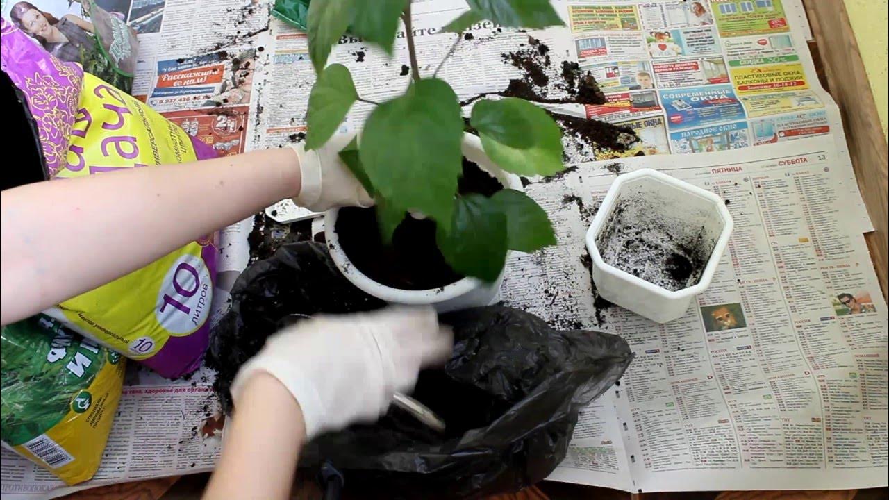 Черенкуем гибискус. Пересадить гибискус осенью. Гибискус уличный кустовой. Комнатные цветы пересадка. Пересадить розу в горшке.
