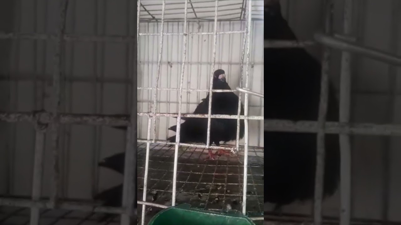 Palomos de Raza en Cuba  