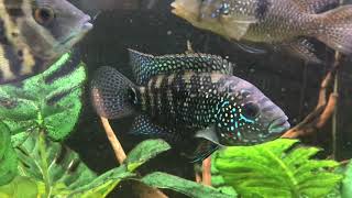 jack dempsey cichlid