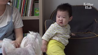 Собачки-хулиганы Baby Hooman Brother (часть 1) | Криттер Клуб