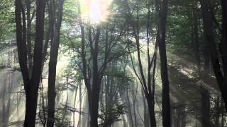Sunrays in forest