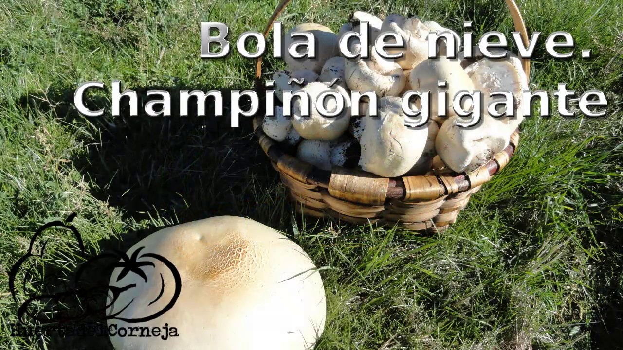 Setas. Bola de nieve. El champiñón gigante