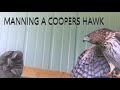 Coopers hawk manningtraining for falconry  acr outdoors
