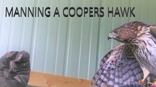 Cooper's Hawk manning/training for falconry  ACR Outdoors