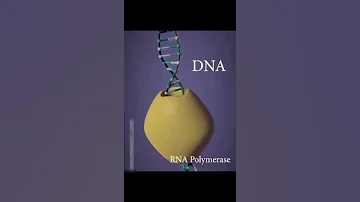 DNA transcription and translation ||(3d animation) || class 12 #shorts #medical #youtubeshorts