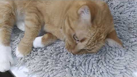 🐱 Review of SmartyKat Catnip Mist - Reaction 🐱