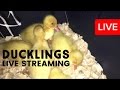 Cute Ducklings Week 1 LIVE STREAM!