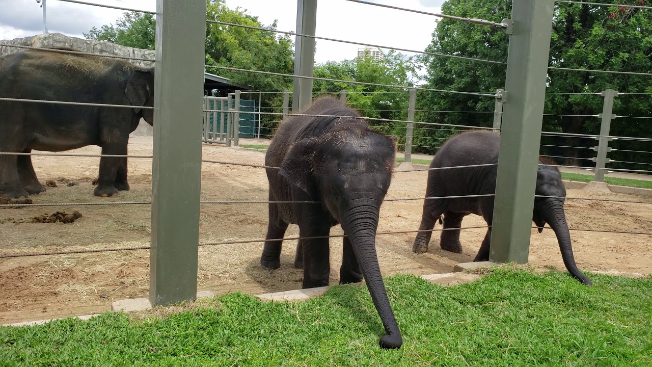 Elephants at Houston Texas zoo. YouTube