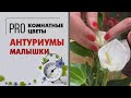 Антуриумы мини - мимишное мужское счастье | Они такие разные