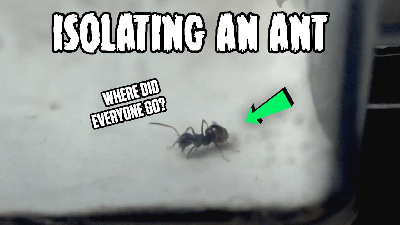 I isolated an ANT for 24 hours from her COLONY. Here's what happened. Ants Canada