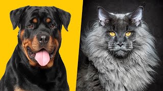 سگ بهتره یا گربه؟ ❌ تفاوت زندگی با سگ و گربه