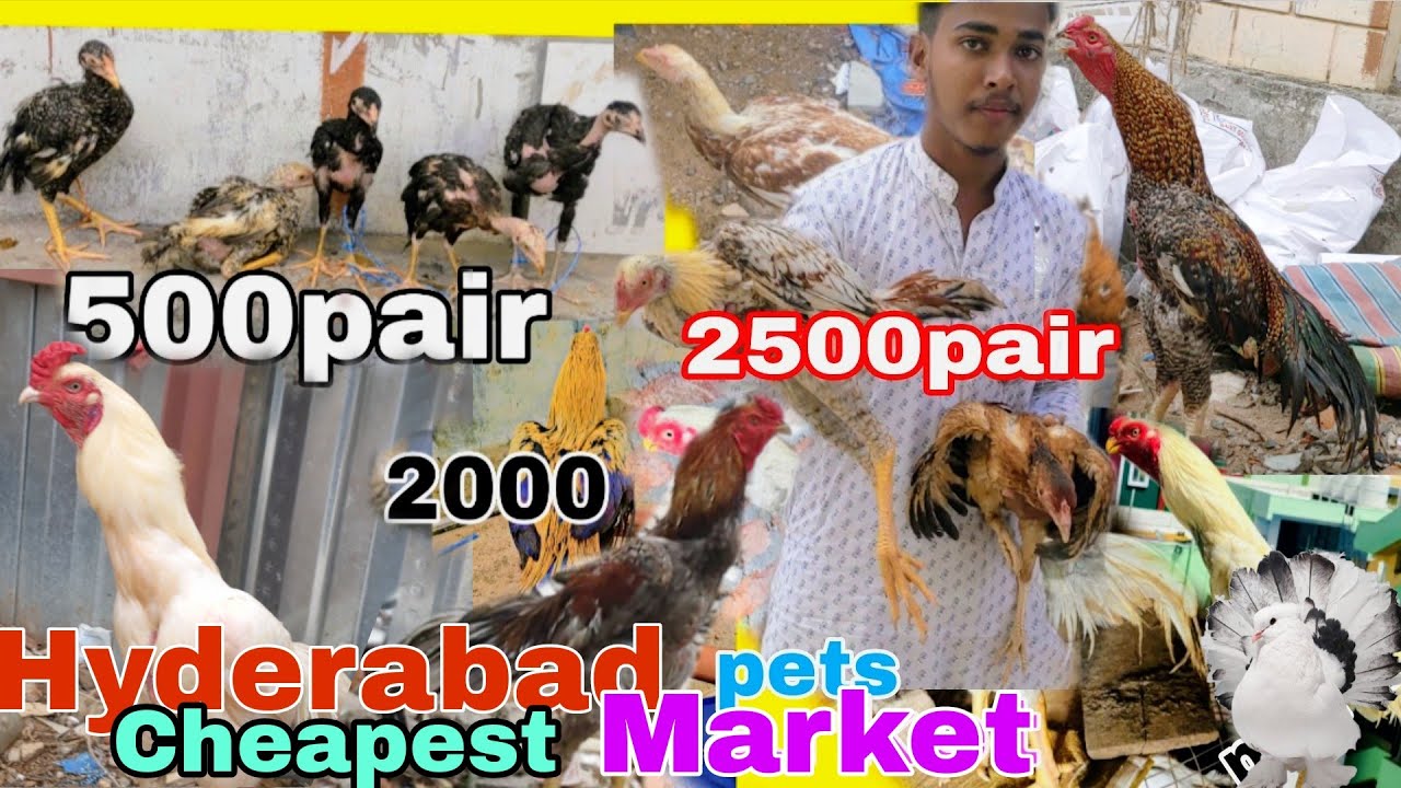 Erragadda pets market vlog 🔥/ Hyderabad cheapest pet's market
