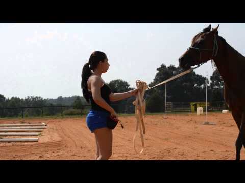 Comment enseigner un cheval à embrasser