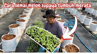 CARA SEMAI MELON DARI BIJI  MENANAM MELON