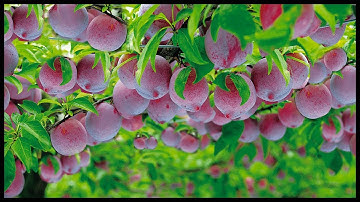 Awesome Plum Cultivation | Plum Farming, Harvesting, In Modern Agriculture Technology