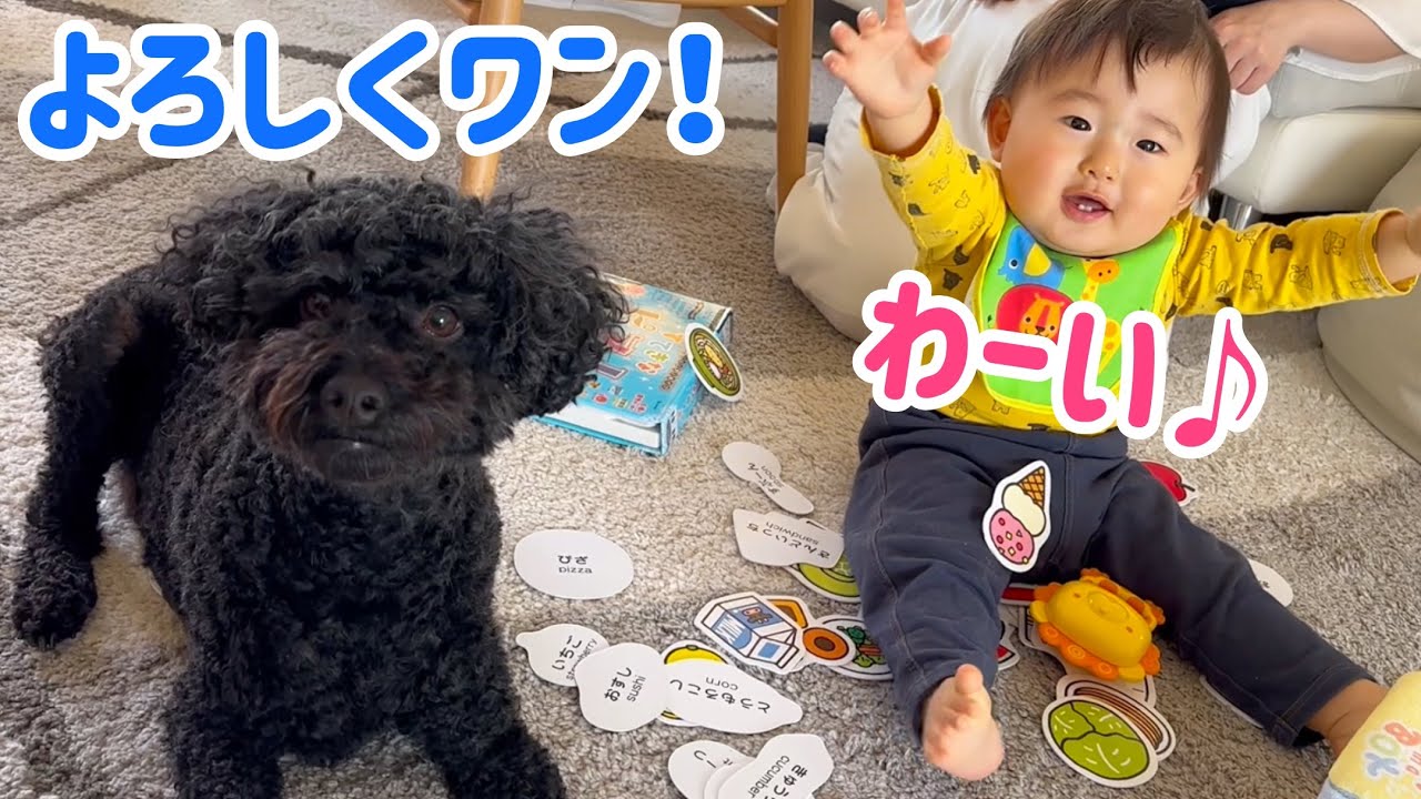 猫も赤ちゃんもびっくり‼︎ 我が家に犬がやって来た‼︎