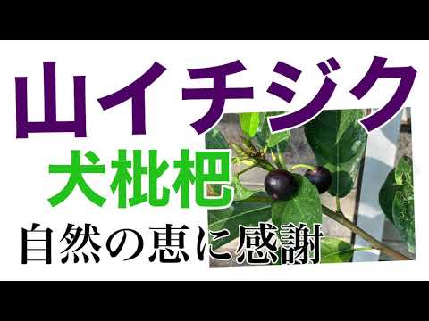 自然の恵み 山イチジク 犬枇杷 活用法もご紹介 165 1000 Youtube