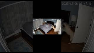 Pets Destroy Bedroom At 3Am