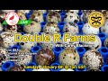 Coturnix corner live  farm introductions