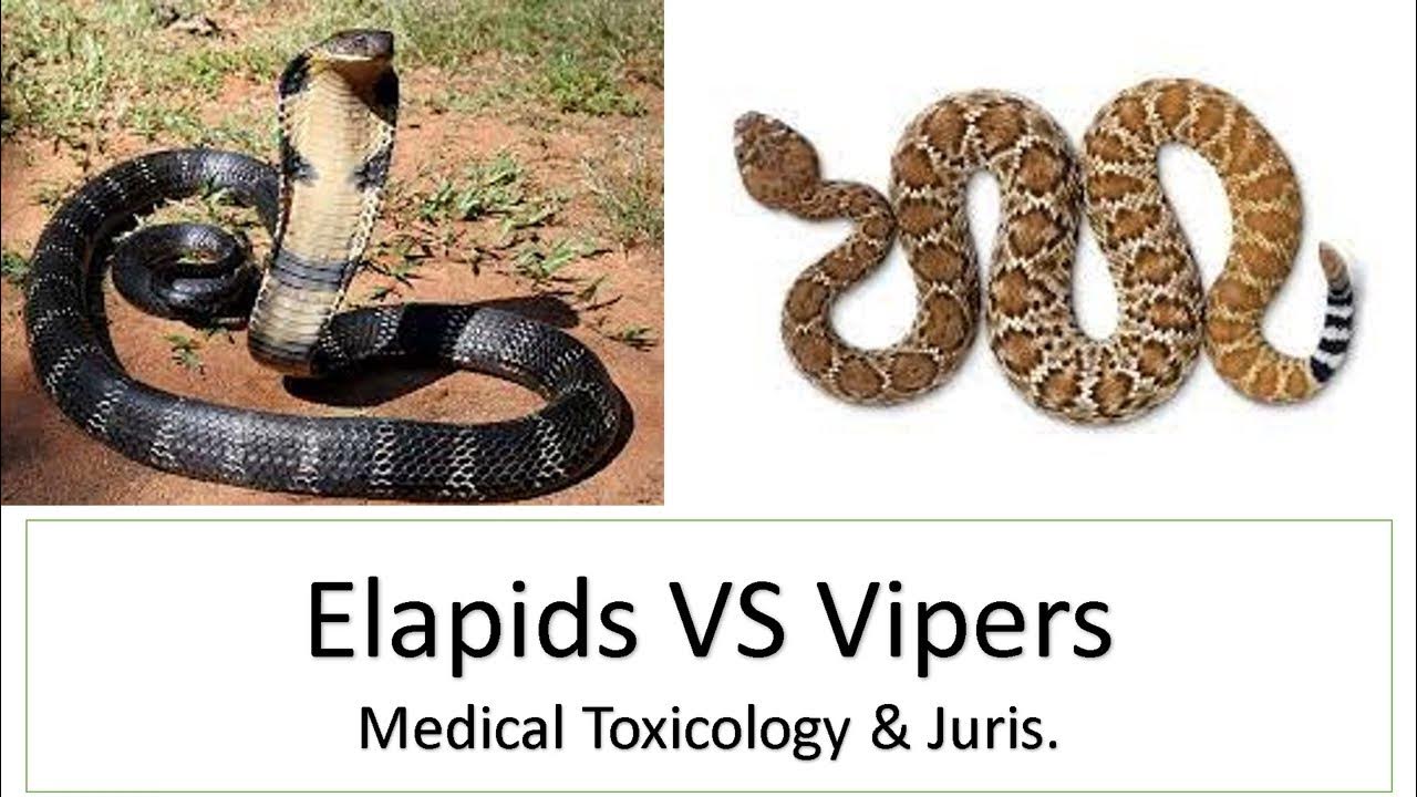 Difference between Elapids and Vipers Cobra Kingcobra russelviper 
