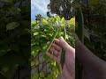 Snail Creeper also known as the Corkscrew Vine, is a fast-growing, tropical plant #SnailVine #Garden