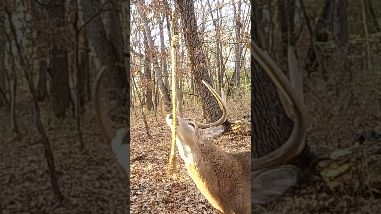 Best deer gland scent? 🦌🏹📸 