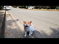 道路上でご飯くれ！と鳴き叫ぶ猫にご飯をあげた結果。。。