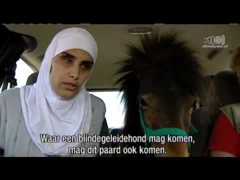 yorktown Moslima heeft blindegeleidepaard!