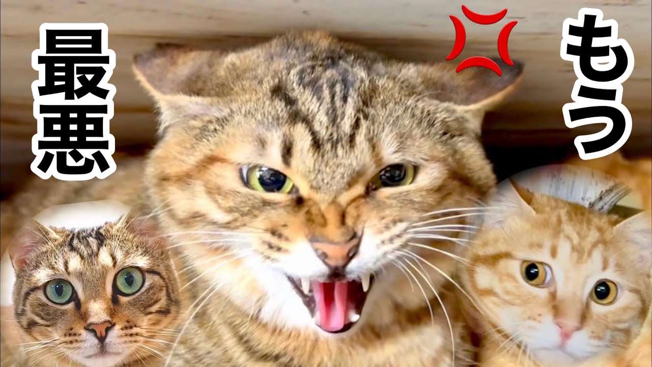 Escape from a rowdy cat! Three mother and kitten cats move