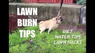 List of 20+ how to stop your dog peeing on the grass