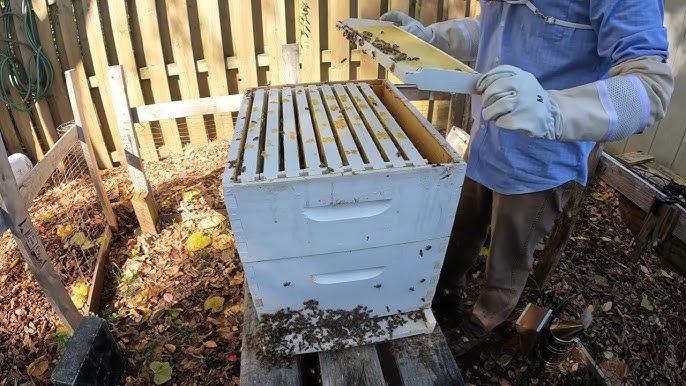 BECOMING a BEEKEEPER // RANCH SHENANIGANS gone wrong 