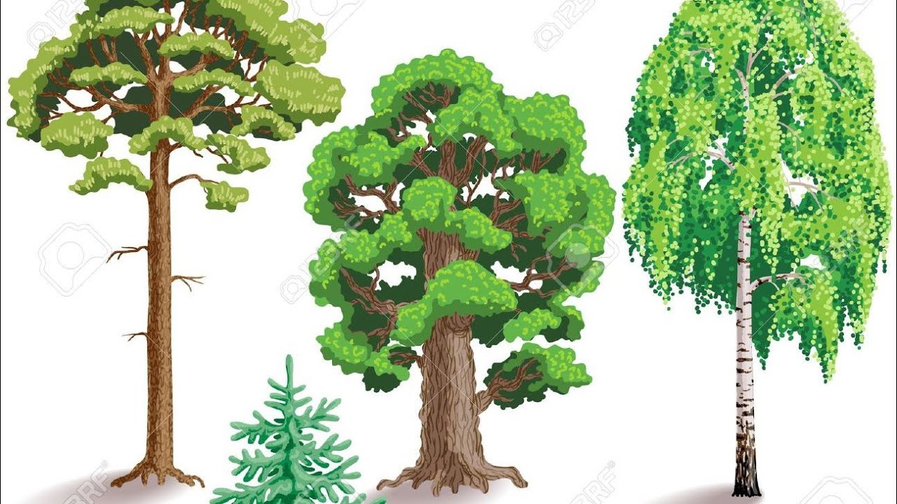 Разные деревья для детей