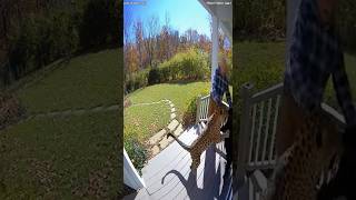 Hero Dog Saves Elderly Man from  Leopard Attack |#HeroDog #CaughtOnCamera #ViralVideo  #CCTVFootage