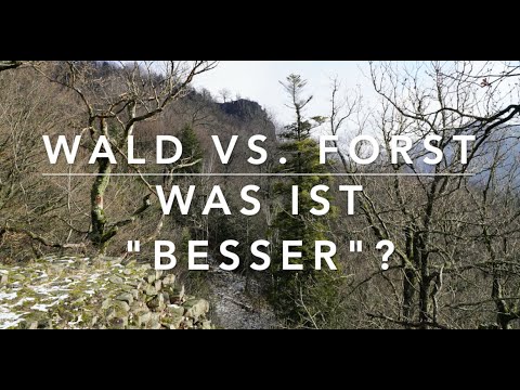 Wald vs. Forst - Was ist "besser"?