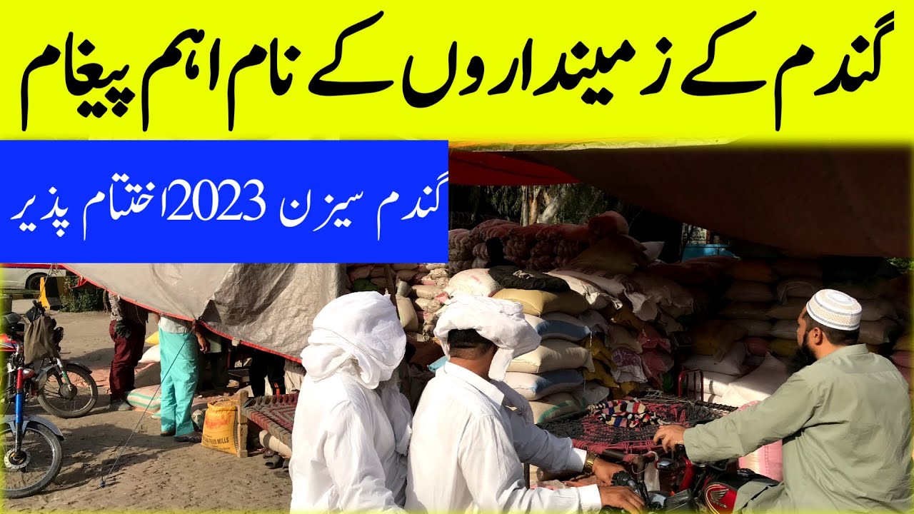 Wheat price in Pakistan 2023|Gundam ka rate today Punjab Pakistan # ...