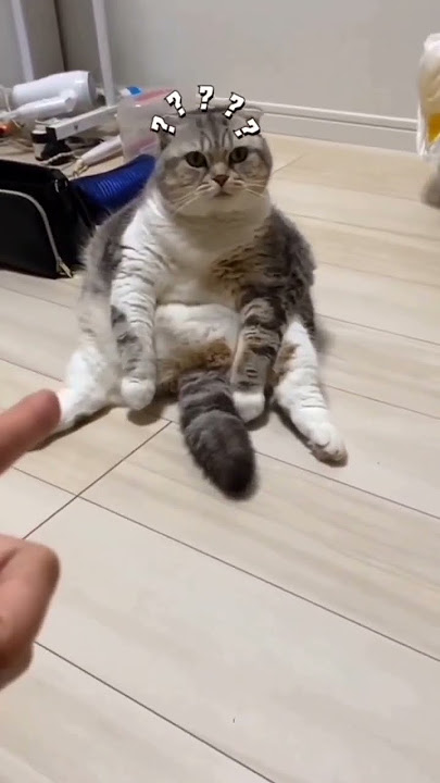 KUCING TERTEMBAK SENAPAN, KUCING DRAMA #kucing #kucinglucu #lucu #shorts