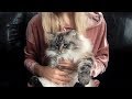 Siberian Cats: Personalities の動画、YouTube動画。