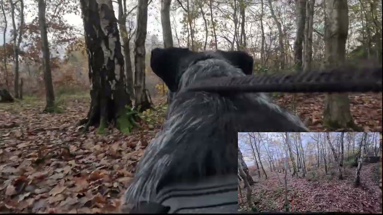 Walkies with Merlin - 02/12/25 - Morning Dog Walk - dual camera