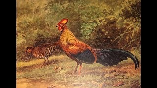 Wild chickens in Sri Lanka